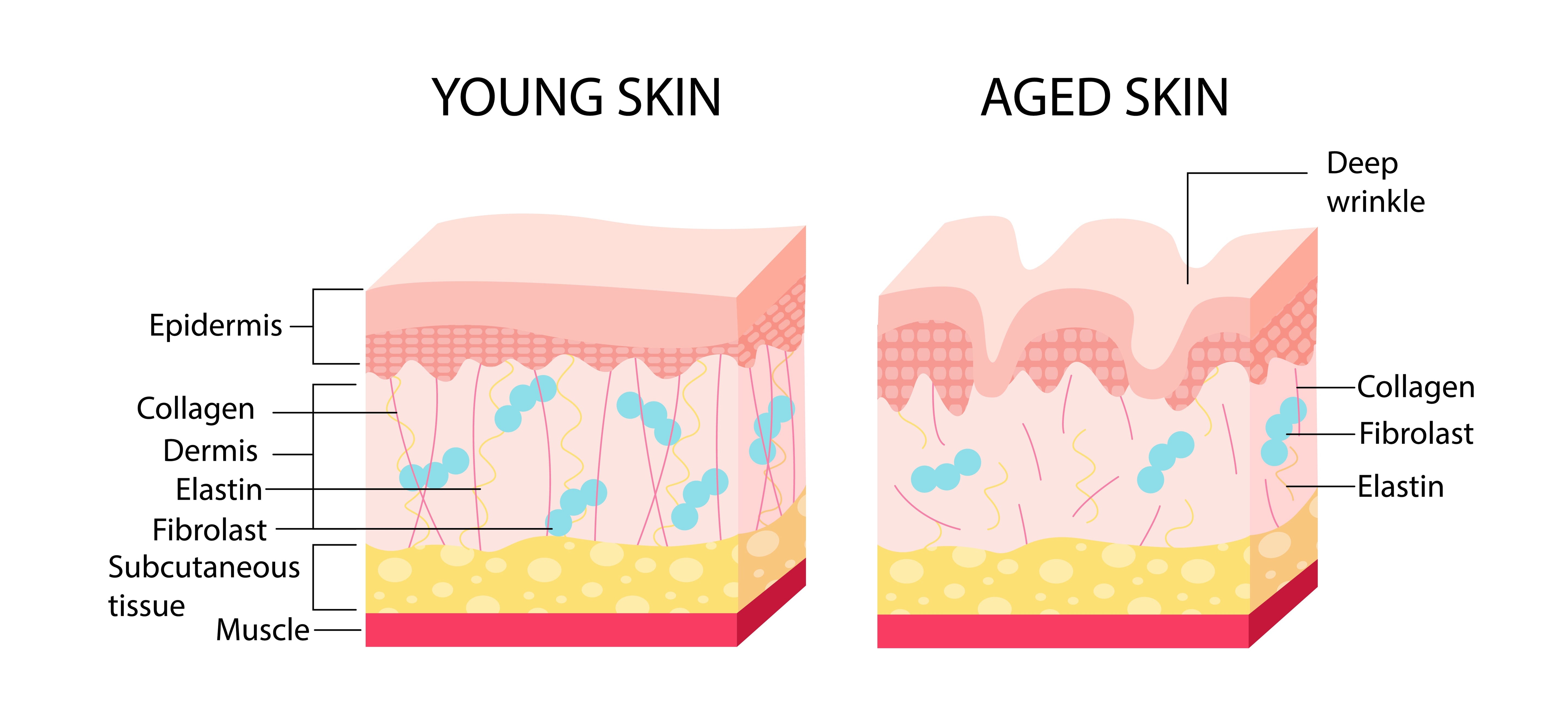 Why Does Collagen Decline?